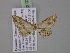  ( - BC ZSM Lep 03821)  @13 [ ] CreativeCommons - Attribution Non-Commercial Share-Alike (2010) Unspecified SNSB, Zoologische Staatssammlung Muenchen