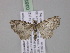 ( - BC ZSM Lep 03828)  @13 [ ] CreativeCommons - Attribution Non-Commercial Share-Alike (2010) Unspecified SNSB, Zoologische Staatssammlung Muenchen