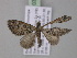  ( - BC ZSM Lep 03836)  @13 [ ] CreativeCommons - Attribution Non-Commercial Share-Alike (2010) Unspecified SNSB, Zoologische Staatssammlung Muenchen