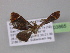  ( - BC ZSM Lep 03865)  @12 [ ] CreativeCommons - Attribution Non-Commercial Share-Alike (2010) Unspecified SNSB, Zoologische Staatssammlung Muenchen