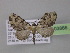  ( - BC ZSM Lep 03866)  @13 [ ] CreativeCommons - Attribution Non-Commercial Share-Alike (2010) Unspecified SNSB, Zoologische Staatssammlung Muenchen