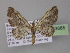  (Eupithecia AH25Ec - BC ZSM Lep 03885)  @14 [ ] CreativeCommons - Attribution Non-Commercial Share-Alike (2010) Unspecified SNSB, Zoologische Staatssammlung Muenchen