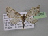  ( - BC ZSM Lep 03886)  @13 [ ] CreativeCommons - Attribution Non-Commercial Share-Alike (2010) Unspecified SNSB, Zoologische Staatssammlung Muenchen