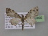  ( - BC ZSM Lep 03895)  @13 [ ] CreativeCommons - Attribution Non-Commercial Share-Alike (2010) Unspecified SNSB, Zoologische Staatssammlung Muenchen