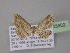  ( - BC ZSM Lep 03902)  @12 [ ] CreativeCommons - Attribution Non-Commercial Share-Alike (2010) Unspecified SNSB, Zoologische Staatssammlung Muenchen