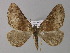  (Obila AH01Ec - BC ZSM Lep 03926)  @14 [ ] CreativeCommons - Attribution Non-Commercial Share-Alike (2010) Unspecified SNSB, Zoologische Staatssammlung Muenchen