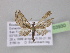  ( - BC ZSM Lep 03930)  @13 [ ] CreativeCommons - Attribution Non-Commercial Share-Alike (2010) Unspecified SNSB, Zoologische Staatssammlung Muenchen
