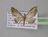  (Eupithecia AH13Ec - BC ZSM Lep 03931)  @13 [ ] CreativeCommons - Attribution Non-Commercial Share-Alike (2010) Unspecified SNSB, Zoologische Staatssammlung Muenchen
