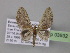  (Eupithecia AH19Ec - BC ZSM Lep 03932)  @14 [ ] CreativeCommons - Attribution Non-Commercial Share-Alike (2010) Unspecified SNSB, Zoologische Staatssammlung Muenchen