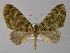  (Hammaptera AH01Ec - BC ZSM Lep 03946)  @13 [ ] CreativeCommons - Attribution Non-Commercial Share-Alike (2010) Unspecified SNSB, Zoologische Staatssammlung Muenchen