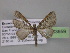  ( - BC ZSM Lep 03959)  @13 [ ] CreativeCommons - Attribution Non-Commercial Share-Alike (2010) Unspecified SNSB, Zoologische Staatssammlung Muenchen