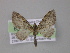  (Eupithecia GB10Ec - BC ZSM Lep 03969)  @14 [ ] CreativeCommons - Attribution Non-Commercial Share-Alike (2010) Unspecified SNSB, Zoologische Staatssammlung Muenchen