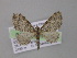  ( - BC ZSM Lep 03970)  @14 [ ] CreativeCommons - Attribution Non-Commercial Share-Alike (2010) Unspecified SNSB, Zoologische Staatssammlung Muenchen