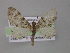  ( - BC ZSM Lep 03993)  @13 [ ] CreativeCommons - Attribution Non-Commercial Share-Alike (2010) Unspecified SNSB, Zoologische Staatssammlung Muenchen