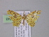  ( - BC ZSM Lep 04043)  @13 [ ] CreativeCommons - Attribution Non-Commercial Share-Alike (2010) Unspecified SNSB, Zoologische Staatssammlung Muenchen