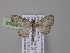  ( - BC ZSM Lep 04058)  @13 [ ] CreativeCommons - Attribution Non-Commercial Share-Alike (2010) Unspecified SNSB, Zoologische Staatssammlung Muenchen