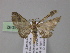  ( - BC ZSM Lep 04092)  @13 [ ] CreativeCommons - Attribution Non-Commercial Share-Alike (2010) Unspecified SNSB, Zoologische Staatssammlung Muenchen