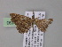  ( - BC ZSM Lep 04093)  @13 [ ] CreativeCommons - Attribution Non-Commercial Share-Alike (2010) Unspecified SNSB, Zoologische Staatssammlung Muenchen