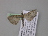  ( - BC ZSM Lep 04098)  @13 [ ] CreativeCommons - Attribution Non-Commercial Share-Alike (2010) Unspecified SNSB, Zoologische Staatssammlung Muenchen