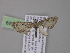  ( - BC ZSM Lep 04099)  @13 [ ] CreativeCommons - Attribution Non-Commercial Share-Alike (2010) Unspecified SNSB, Zoologische Staatssammlung Muenchen