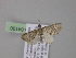  ( - BC ZSM Lep 04100)  @13 [ ] CreativeCommons - Attribution Non-Commercial Share-Alike (2010) Unspecified SNSB, Zoologische Staatssammlung Muenchen