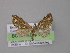  ( - BC ZSM Lep 04201)  @13 [ ] CreativeCommons - Attribution Non-Commercial Share-Alike (2010) Unspecified SNSB, Zoologische Staatssammlung Muenchen