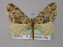  ( - BC ZSM Lep 04205)  @14 [ ] CreativeCommons - Attribution Non-Commercial Share-Alike (2010) Unspecified SNSB, Zoologische Staatssammlung Muenchen