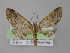  ( - BC ZSM Lep 04216)  @13 [ ] CreativeCommons - Attribution Non-Commercial Share-Alike (2010) Unspecified SNSB, Zoologische Staatssammlung Muenchen