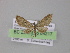  (Eupithecia AH01Ec - BC ZSM Lep 04217)  @14 [ ] CreativeCommons - Attribution Non-Commercial Share-Alike (2010) Unspecified SNSB, Zoologische Staatssammlung Muenchen