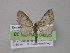  ( - BC ZSM Lep 04225)  @13 [ ] CreativeCommons - Attribution Non-Commercial Share-Alike (2010) Unspecified SNSB, Zoologische Staatssammlung Muenchen