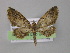  (Eupithecia AH24Ec - BC ZSM Lep 04226)  @14 [ ] CreativeCommons - Attribution Non-Commercial Share-Alike (2010) Unspecified SNSB, Zoologische Staatssammlung Muenchen