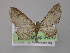  ( - BC ZSM Lep 04243)  @14 [ ] CreativeCommons - Attribution Non-Commercial Share-Alike (2010) Unspecified SNSB, Zoologische Staatssammlung Muenchen