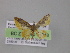  ( - BC ZSM Lep 04248)  @12 [ ] CreativeCommons - Attribution Non-Commercial Share-Alike (2010) Unspecified SNSB, Zoologische Staatssammlung Muenchen