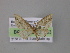  ( - BC ZSM Lep 04253)  @12 [ ] CreativeCommons - Attribution Non-Commercial Share-Alike (2010) Unspecified SNSB, Zoologische Staatssammlung Muenchen