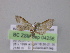  ( - BC ZSM Lep 04256)  @12 [ ] CreativeCommons - Attribution Non-Commercial Share-Alike (2010) Unspecified SNSB, Zoologische Staatssammlung Muenchen
