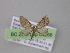  ( - BC ZSM Lep 04266)  @13 [ ] CreativeCommons - Attribution Non-Commercial Share-Alike (2010) Unspecified SNSB, Zoologische Staatssammlung Muenchen