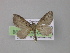  ( - BC ZSM Lep 04317)  @13 [ ] CreativeCommons - Attribution Non-Commercial Share-Alike (2010) Unspecified SNSB, Zoologische Staatssammlung Muenchen