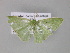  ( - BC ZSM Lep 03839)  @12 [ ] CreativeCommons - Attribution Non-Commercial Share-Alike (2010) Unspecified SNSB, Zoologische Staatssammlung Muenchen