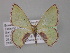  ( - BC ZSM Lep 03901)  @14 [ ] CreativeCommons - Attribution Non-Commercial Share-Alike (2010) Unspecified SNSB, Zoologische Staatssammlung Muenchen