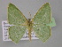  ( - BC ZSM Lep 03961)  @13 [ ] CreativeCommons - Attribution Non-Commercial Share-Alike (2010) Unspecified SNSB, Zoologische Staatssammlung Muenchen