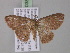  ( - BC ZSM Lep 03837)  @13 [ ] CreativeCommons - Attribution Non-Commercial Share-Alike (2010) Unspecified SNSB, Zoologische Staatssammlung Muenchen