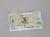  ( - BC ZSM Lep 03976)  @12 [ ] CreativeCommons - Attribution Non-Commercial Share-Alike (2010) Unspecified SNSB, Zoologische Staatssammlung Muenchen