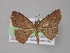  (Cyclophora megista - BC ZSM Lep 03997)  @14 [ ] CreativeCommons - Attribution Non-Commercial Share-Alike (2010) Unspecified SNSB, Zoologische Staatssammlung Muenchen
