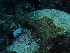  ( - SF2021_M23)  @11 [ ] Copyright (2025) Catalina Gomez-Cubillos Institute of Studies in Marine Sciencies, Universidad Nacional de Colombia - Caribbean campus