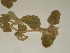  ( - GCUL-FDGK-106)  @11 [ ] CreativeCommons - Attribution Non-Commercial Share-Alike (2012) Saadullah Khan DR.SULTAN HERBARIUM, GC University Lahore