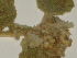  ( - GCUL-FDGK-107)  @11 [ ] CreativeCommons - Attribution Non-Commercial Share-Alike (2012) Saadullah Khan DR.SULTAN HERBARIUM, GC University Lahore