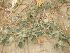  ( - GCUL-FDGK-108)  @11 [ ] CreativeCommons - Attribution Non-Commercial Share-Alike (2012) Saadullah Khan DR.SULTAN HERBARIUM, GC University Lahore