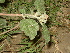  ( - GCUL-FDGK-109)  @11 [ ] CreativeCommons - Attribution Non-Commercial Share-Alike (2012) Saadullah Khan DR.SULTAN HERBARIUM, GC University Lahore