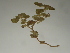  ( - GCUL-FDGK-110)  @11 [ ] CreativeCommons - Attribution Non-Commercial Share-Alike (2012) Saadullah Khan DR.SULTAN HERBARIUM, GC University Lahore
