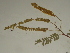  ( - GCUL-FDGK-137)  @11 [ ] CreativeCommons - Attribution Non-Commercial Share-Alike (2012) Saadullah Khan DR.SULTAN HERBARIUM, GC University Lahore